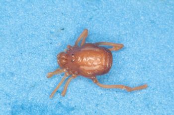 Media type: image; Invertebrate Zoology 14667